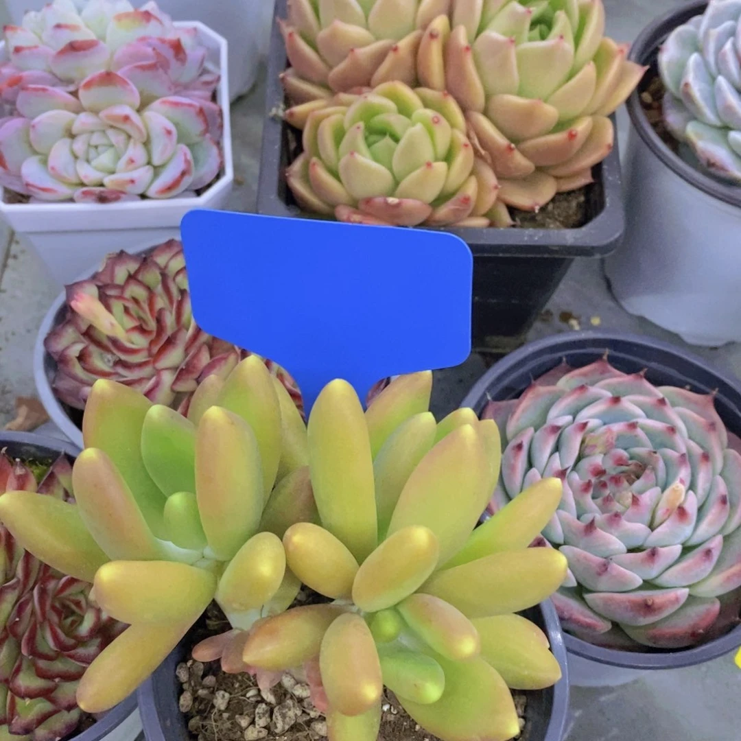 开心多肉植物多肉