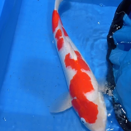 赤木芒果大红白淡水鱼