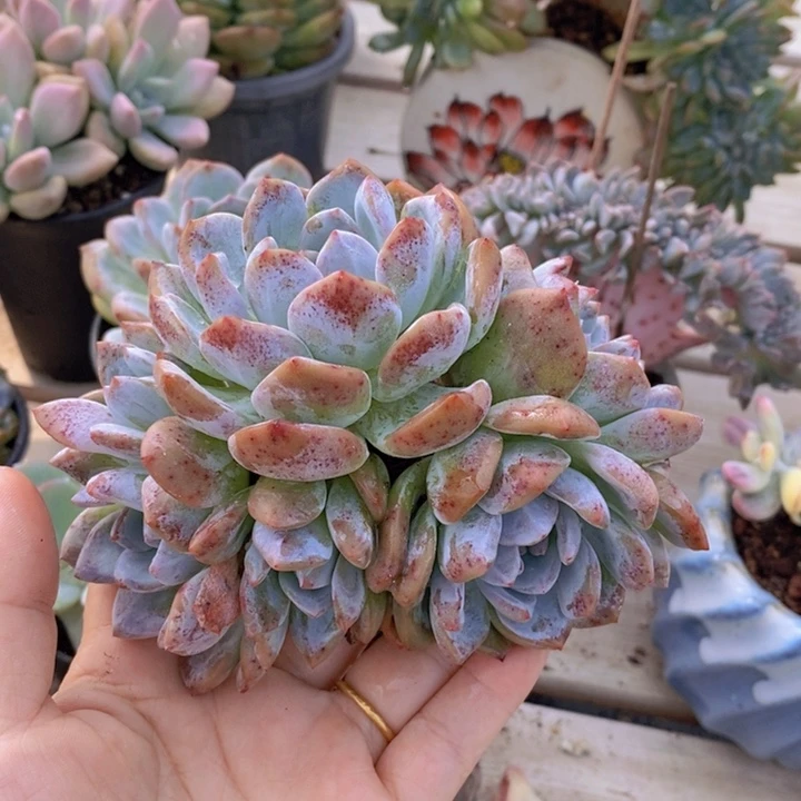 石榴紫6头群1111111