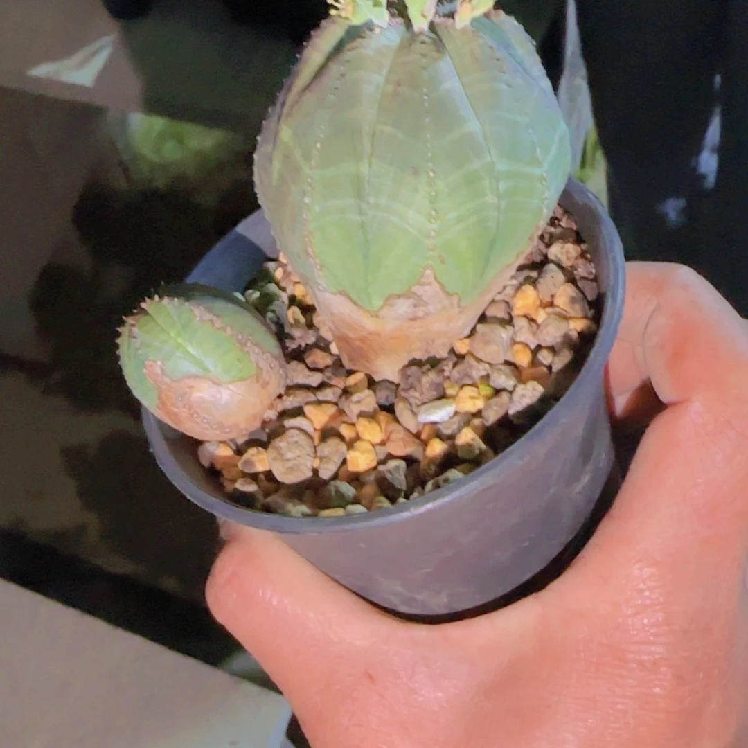 ?****?块根植物块根植物块根植物