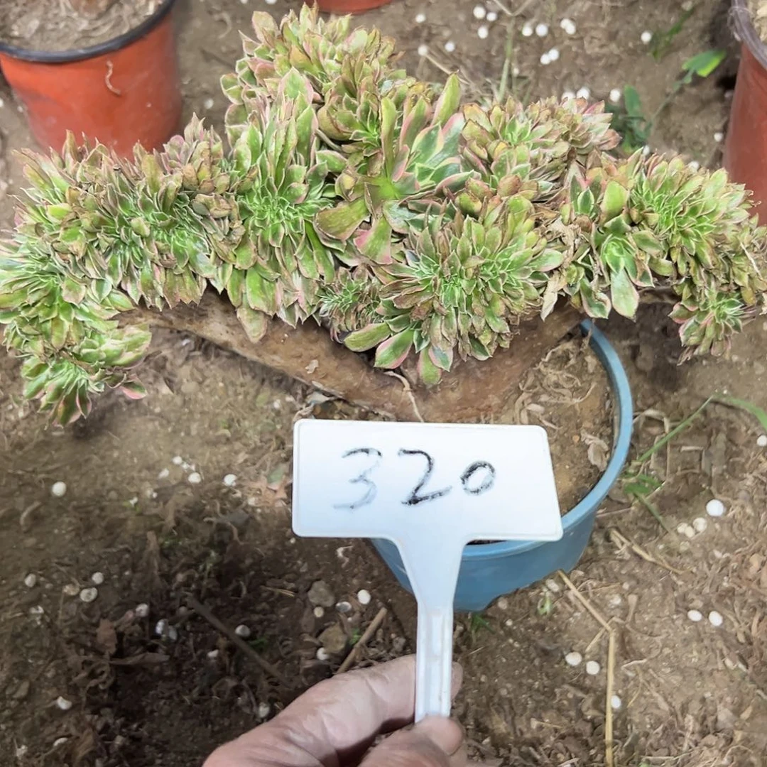 多肉植物女神缀花320