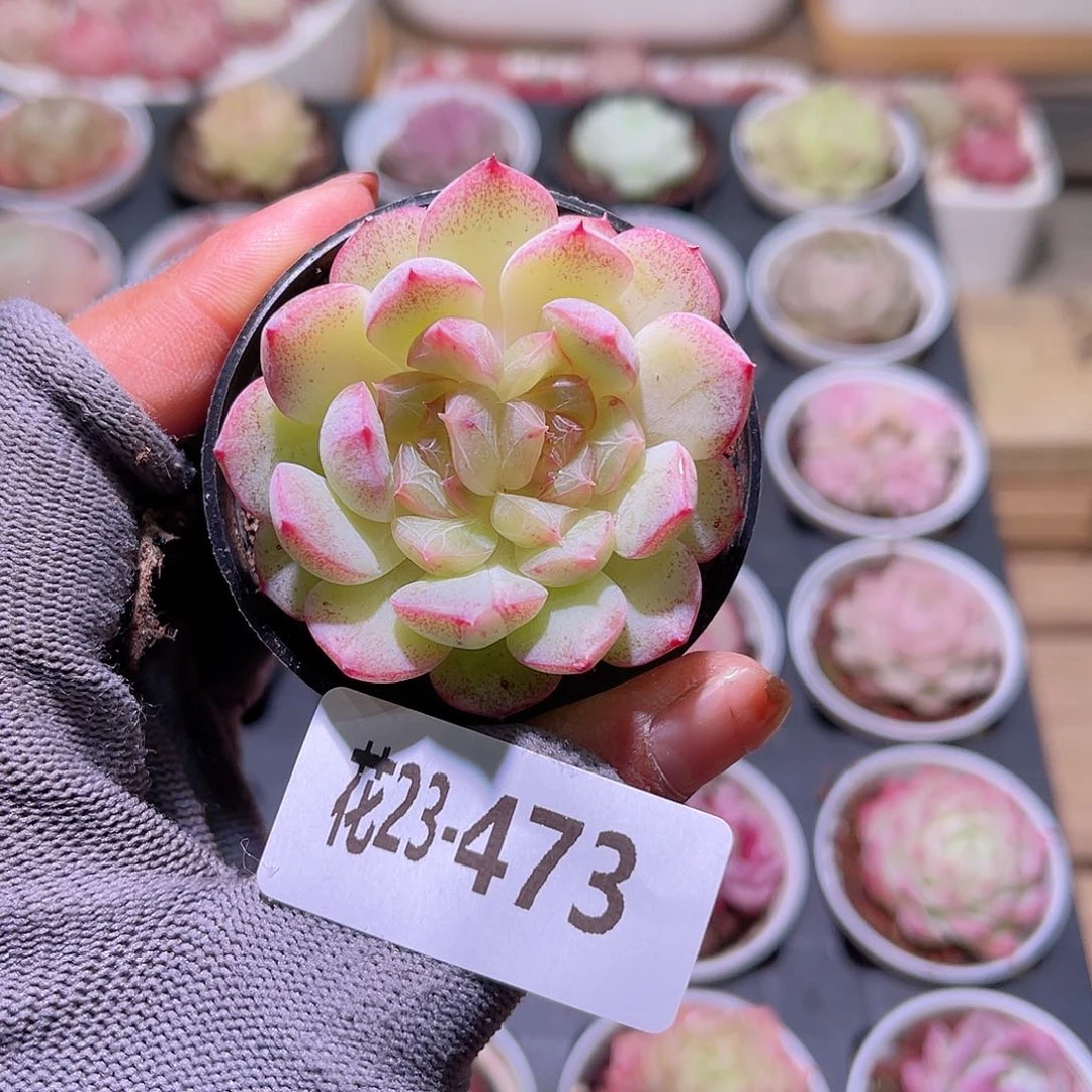 花23-471新品单头