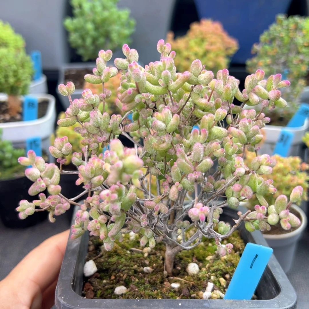老桩糖球白虎斑锦1号