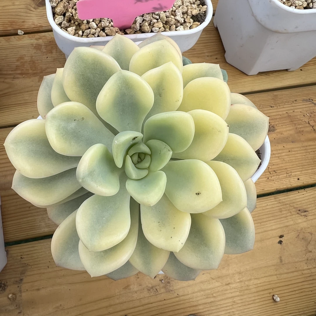 花斑鹿，婕宝一物一拍