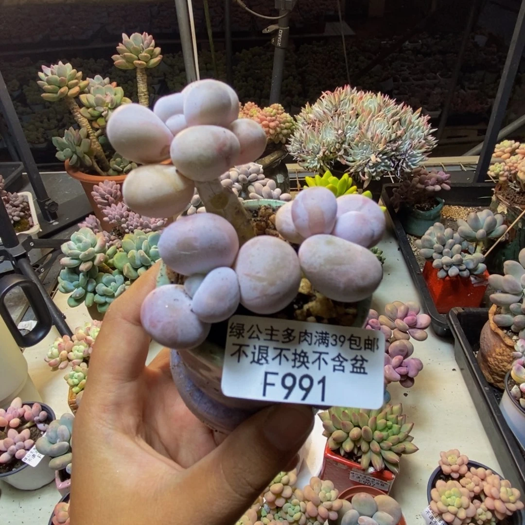 991芭比奶多肉7cm