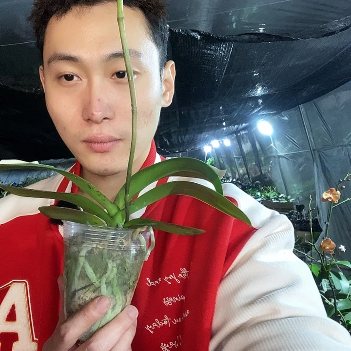 无花朵水墨江南蝴蝶兰