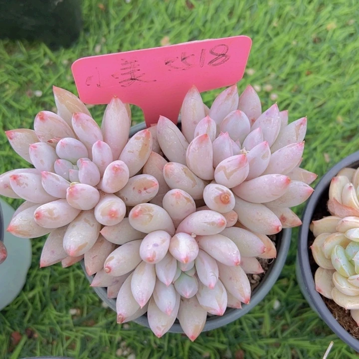 ，健健康康平平安安