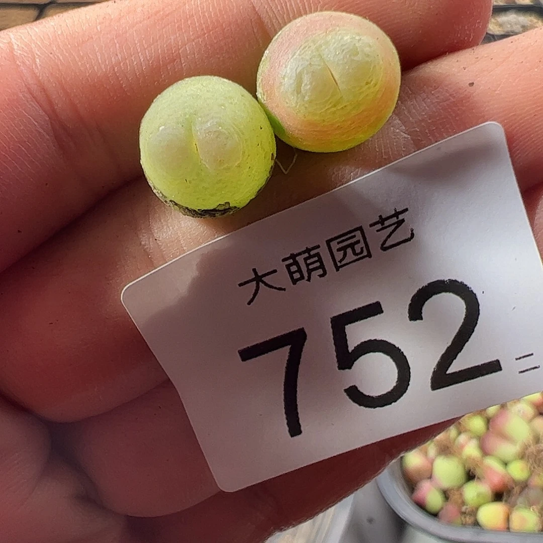 一物一拍默认微瑕。752