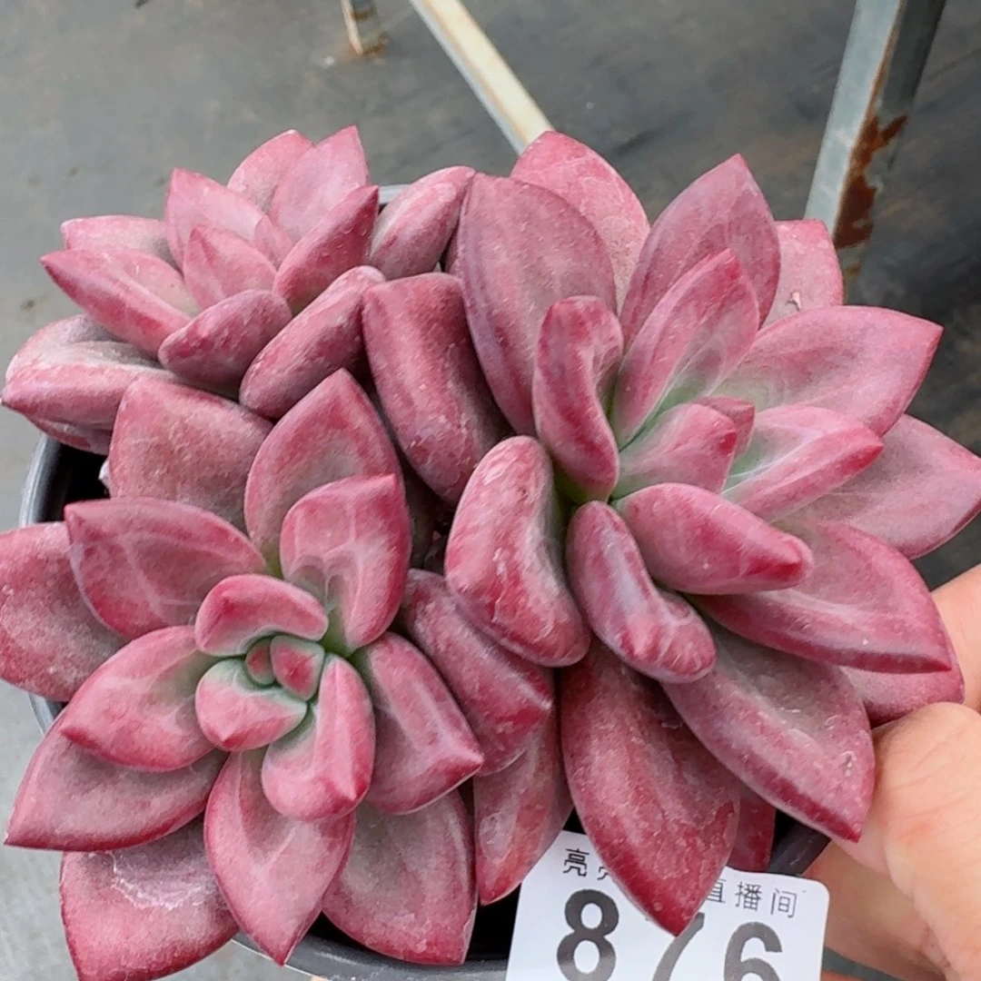 赫菲斯托            精美多肉植物