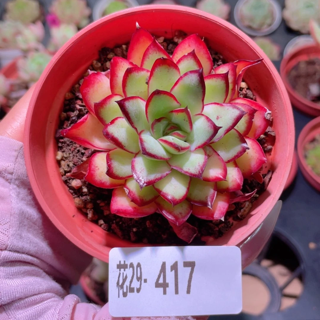 花利美29-417原始灵隐