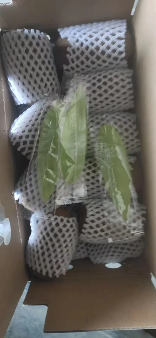 正宗贵州绥阳贵长绿心猕猴桃新鲜采摘果园直发当季水果