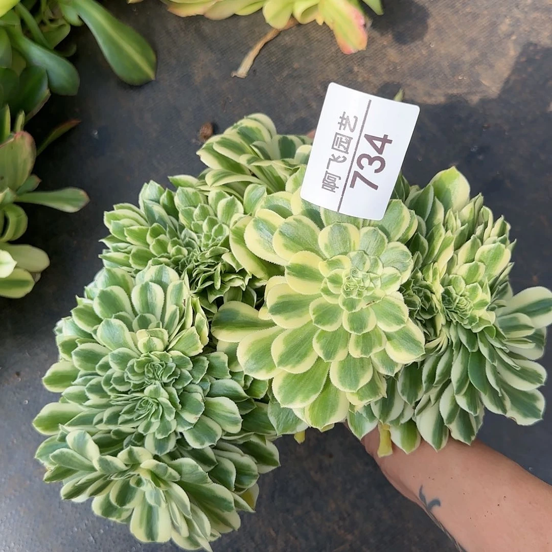 余****！734多肉 迈巴赫缀法师