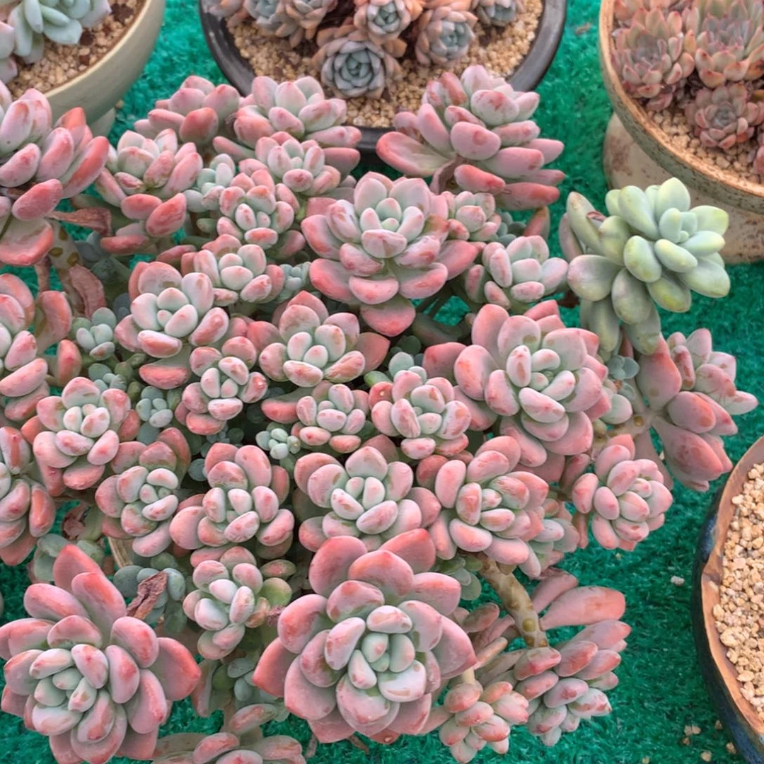 我也会在心里偷偷对