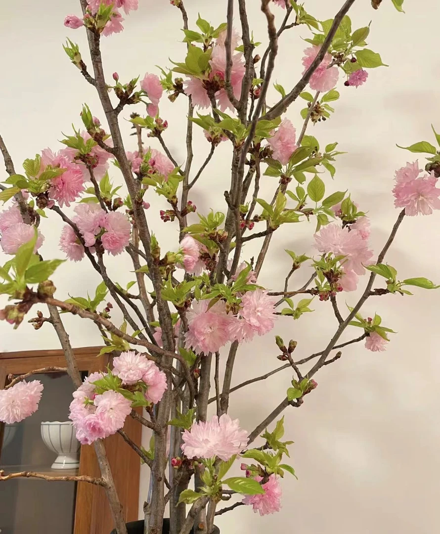 （日本晚樱）AAA级鲜切枝小众稀缺花材居家氛围感花材