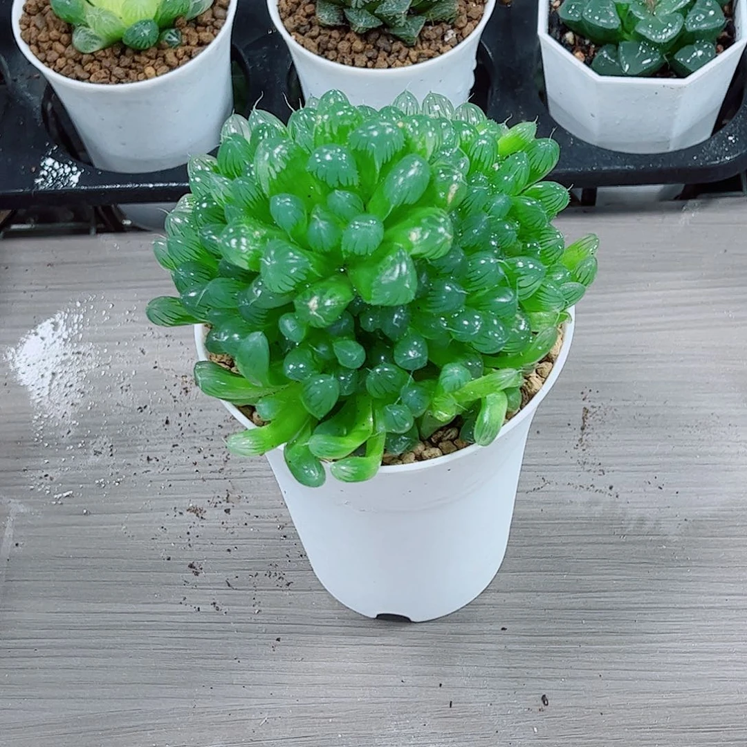 糯姬玉露一勿一拍