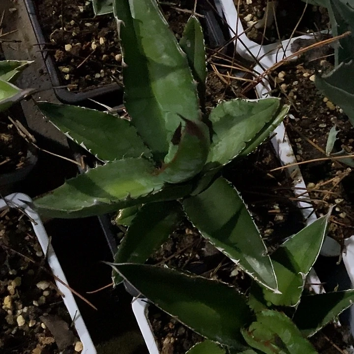 完美主义者勿拍狮子尾