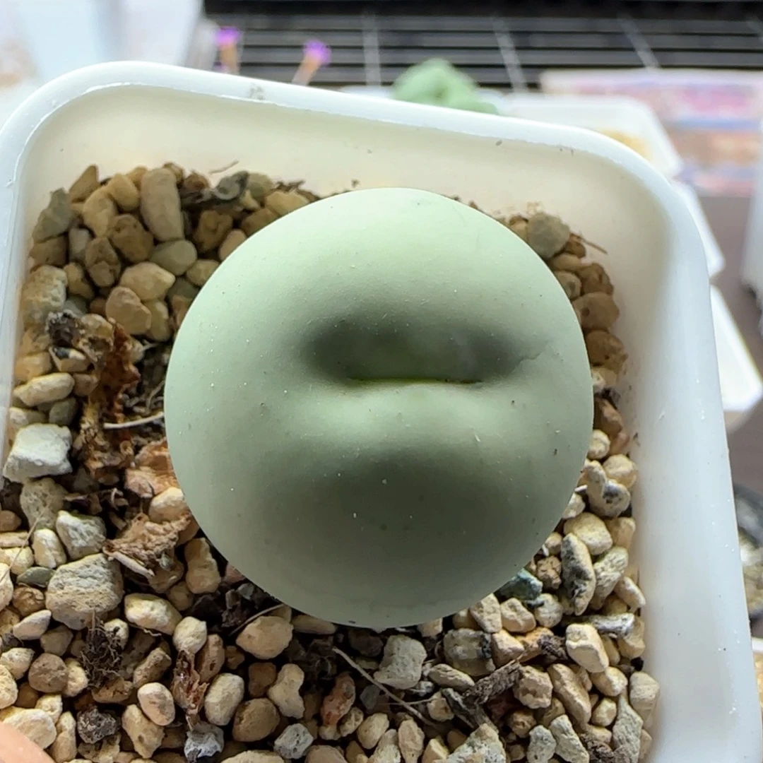 l***a6250 大白多肉植物园