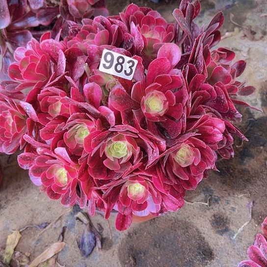 界***）多肉植物一个法师