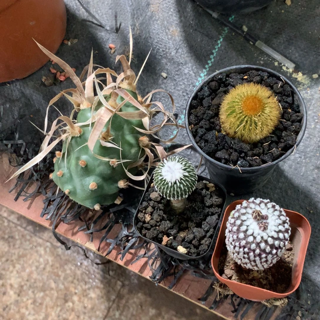 铛**铛开播福利实生仙人球