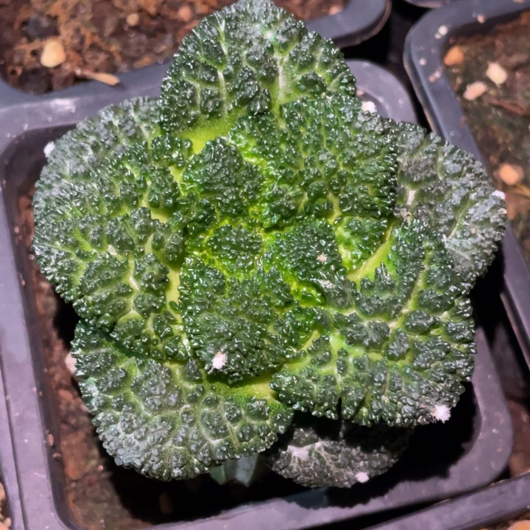 全部花朵大型无毛 哥斯拉牡丹083