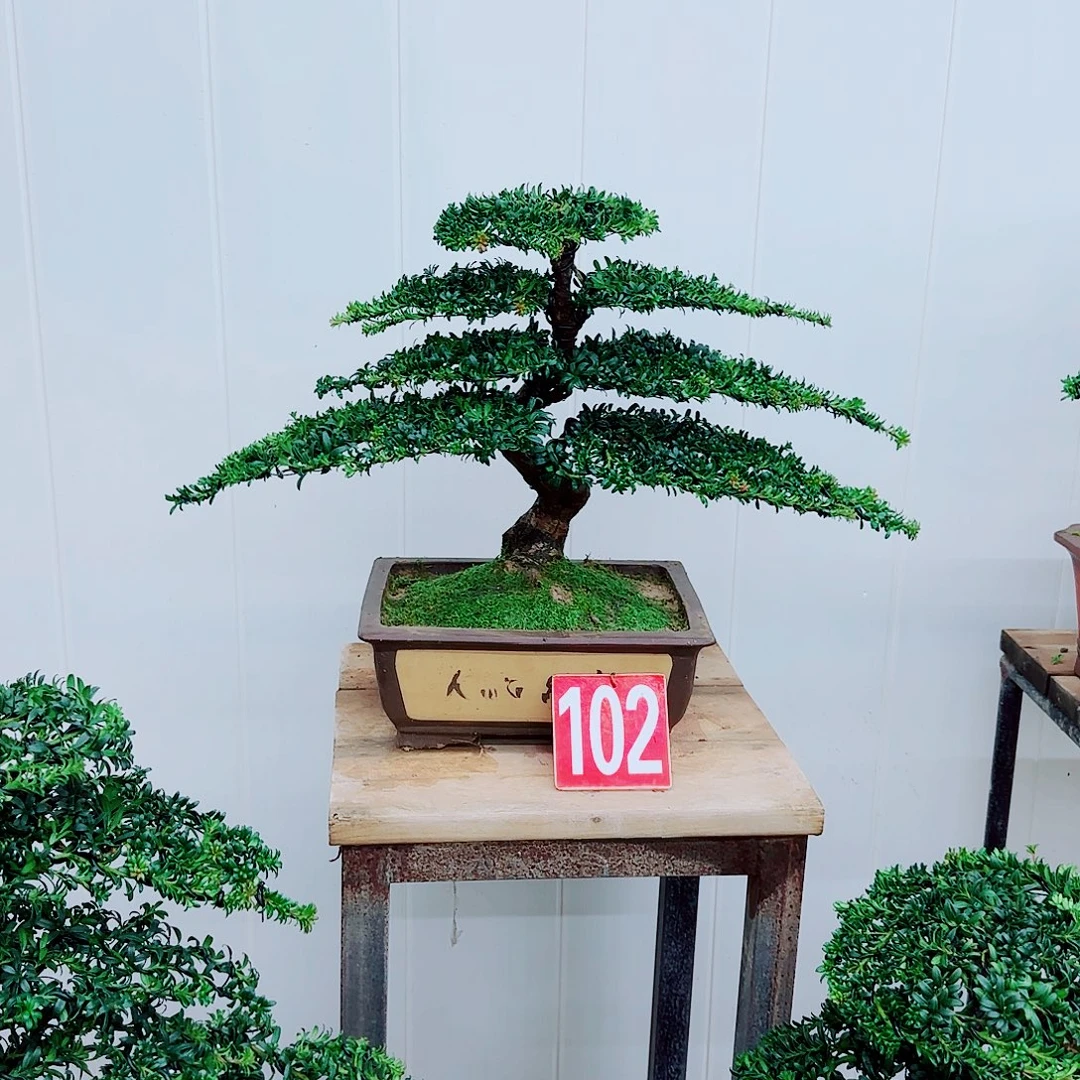 养***门无花朵盆景园林盆景