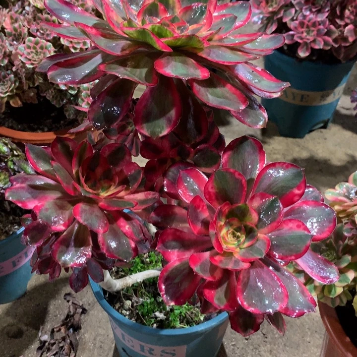 440红魔女多肉植物特价