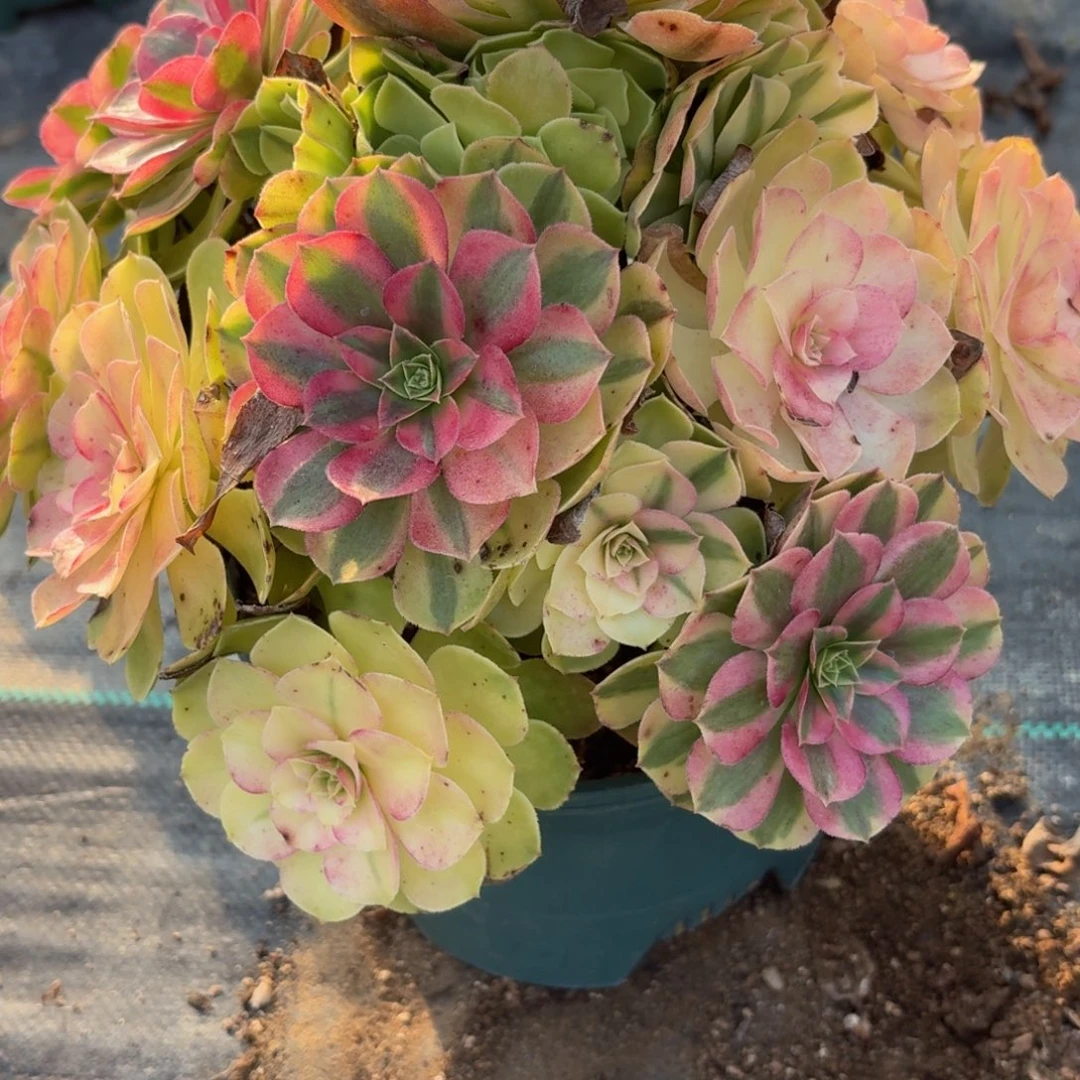 953雨河多肉植物福利