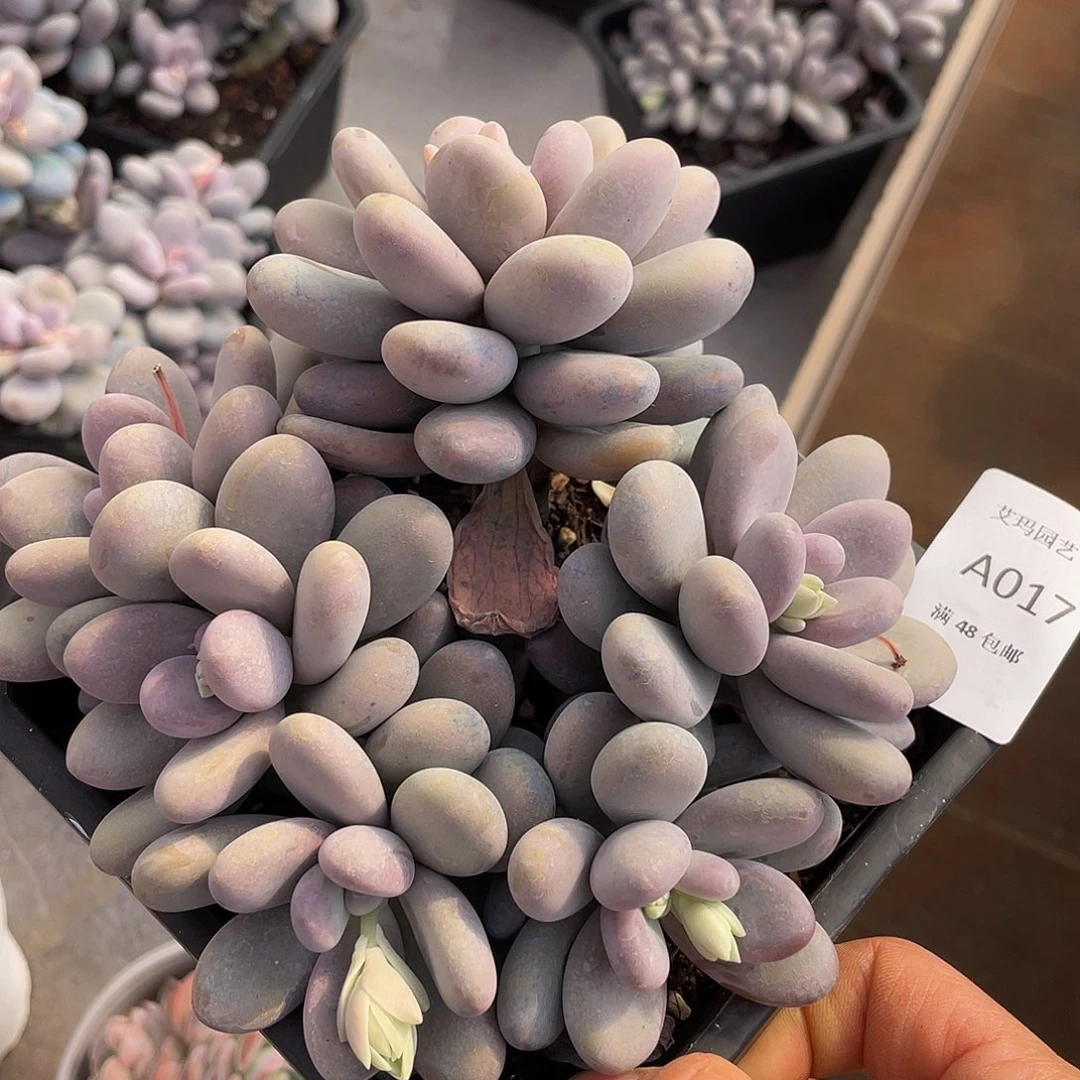 橙雪球017 人多肉多肉