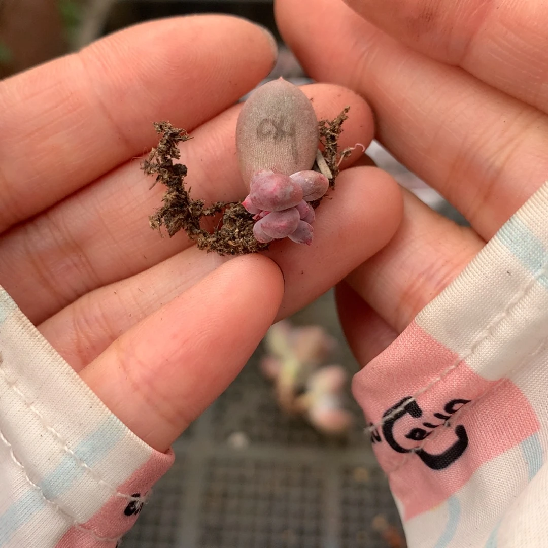 韩国彩虹嚯哈哈哈哈哈