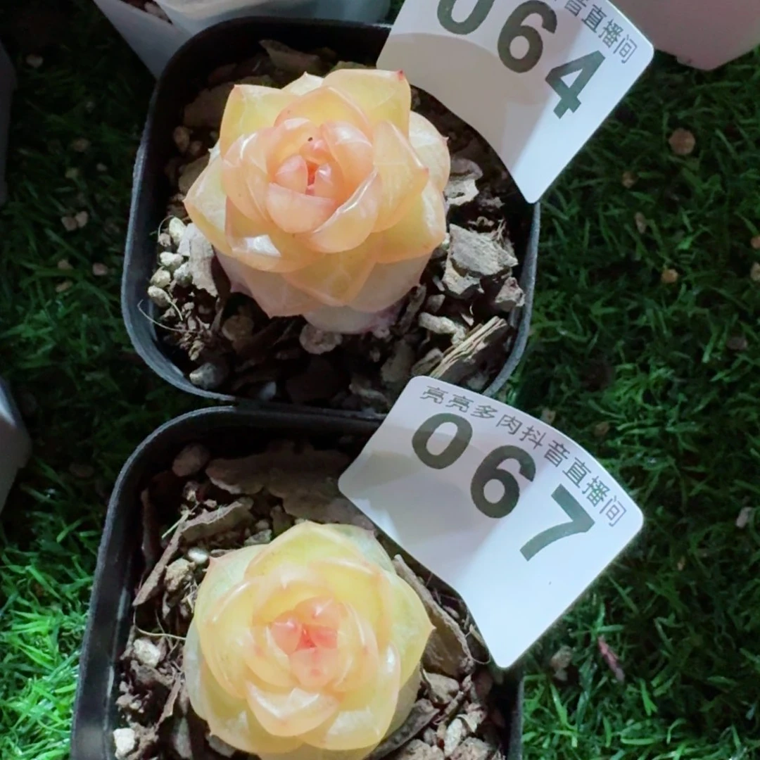 周*玛瑙珍妮         精品多肉