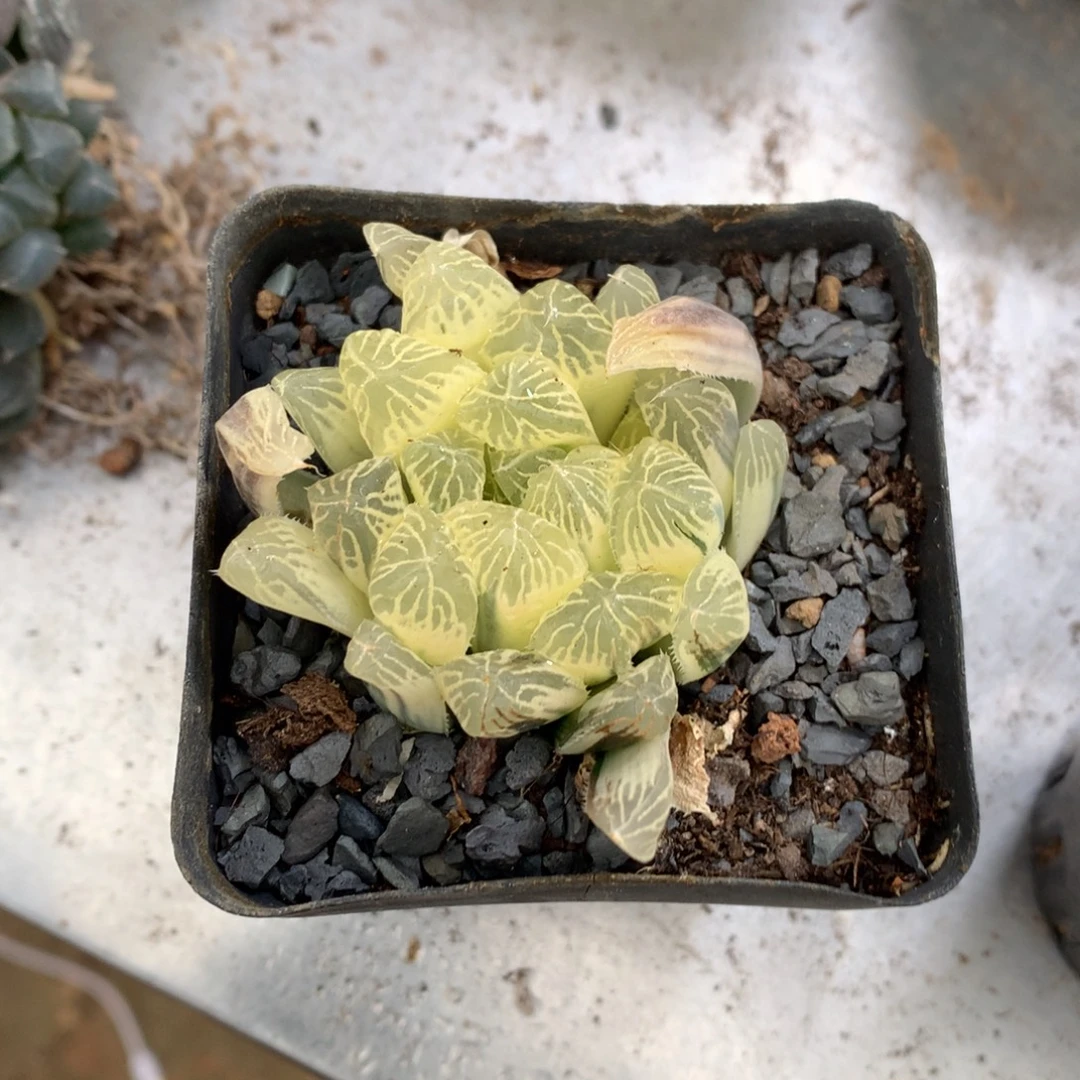 迷***糊别系玉露了糊斑，带盆