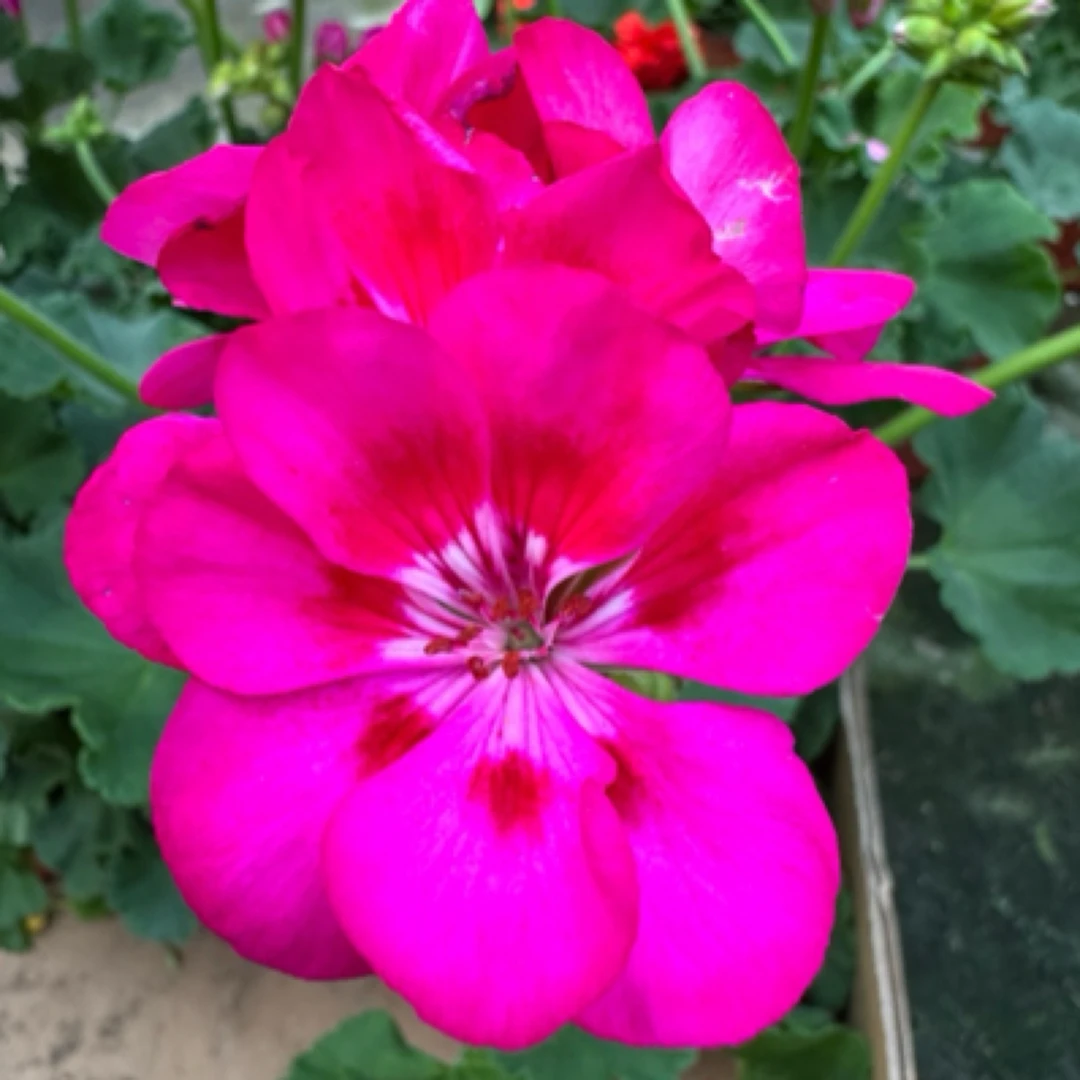 【胭脂】130杯大花直立天竺葵爆花开花机器