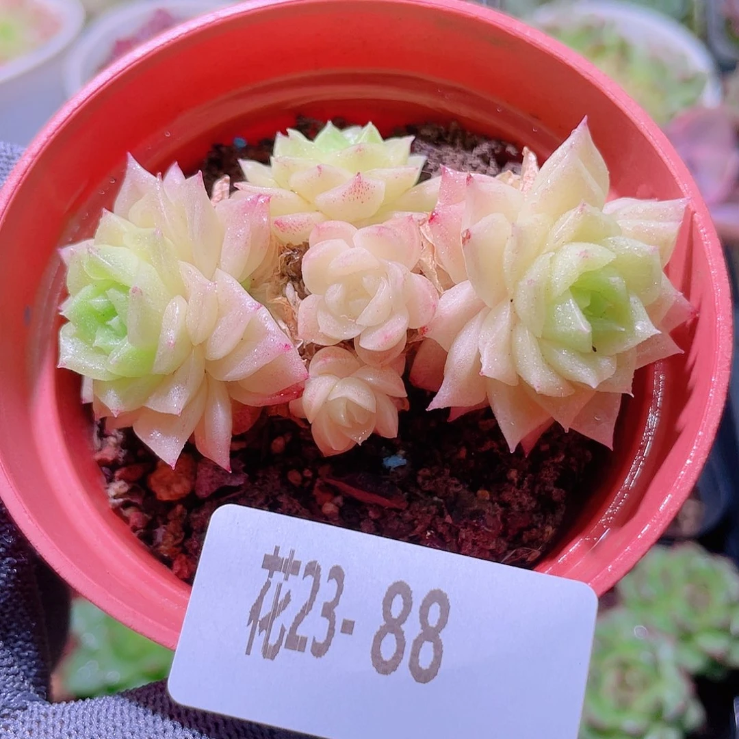 花利美23-88幻影群