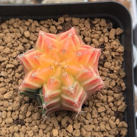 多肉肉锥 3.8Cm 米哈牡丹锦