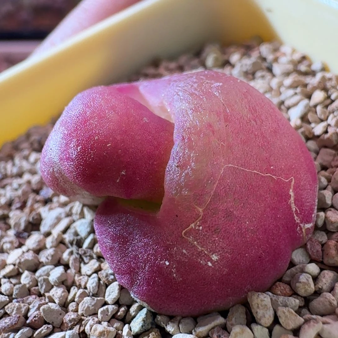 云缦精品番杏2.30 SH409变异体型