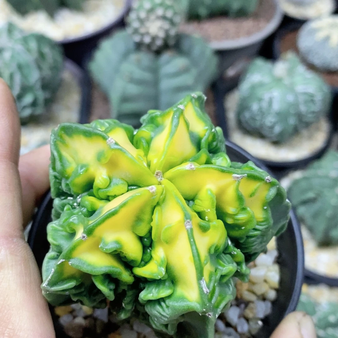 独***宠仙人球实生核桃黄体6.7