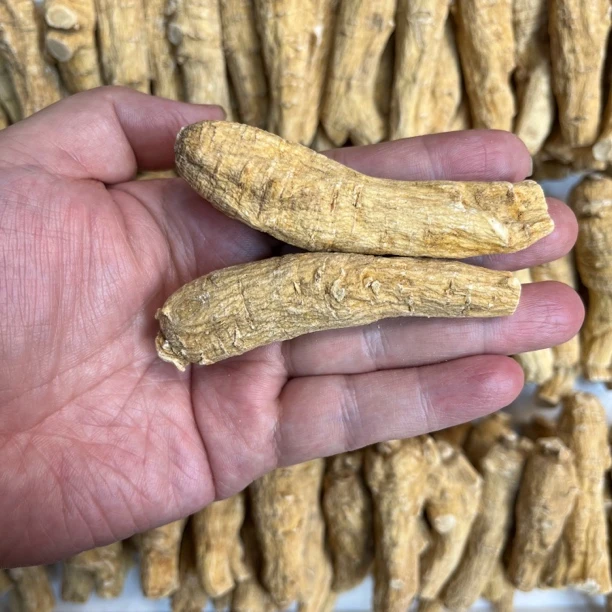 【宽少精选】超大粒头15克一粒加拿大花旗参年份长 味道浓