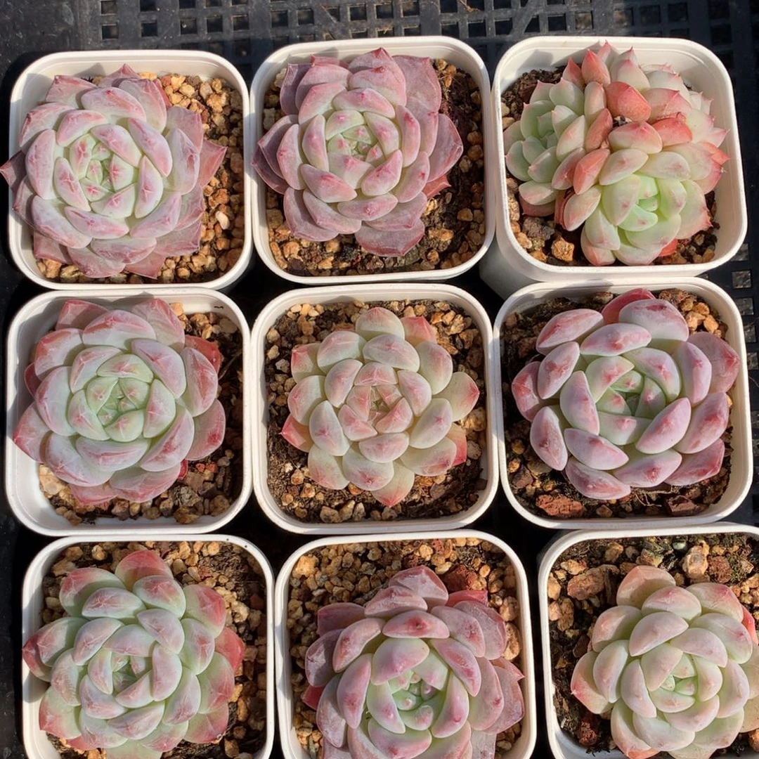 1129-30 套餐一组