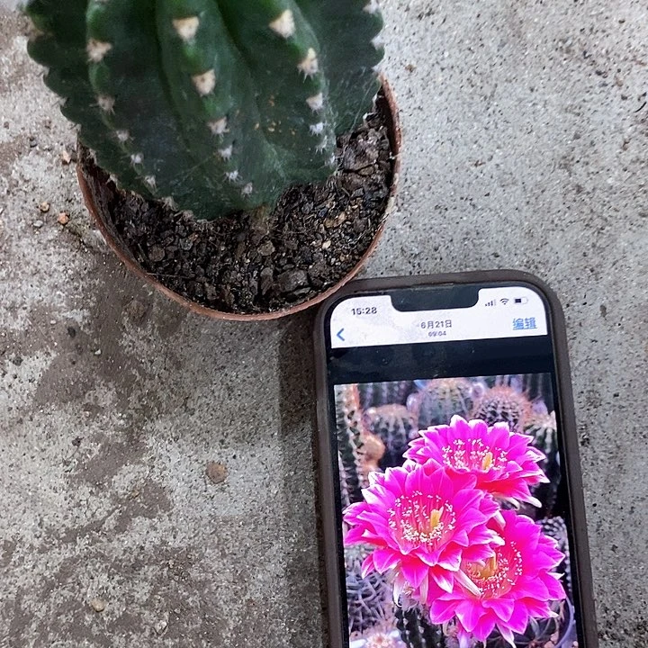 阿尔特娜，高6-10公分左右