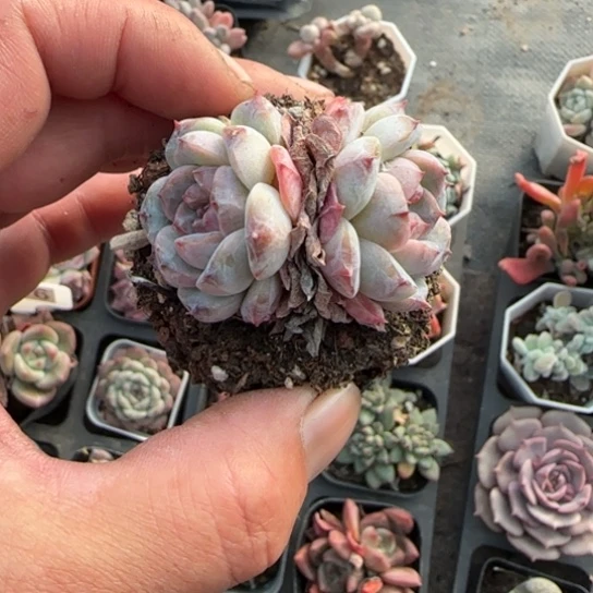 221冰魄多肉植物多