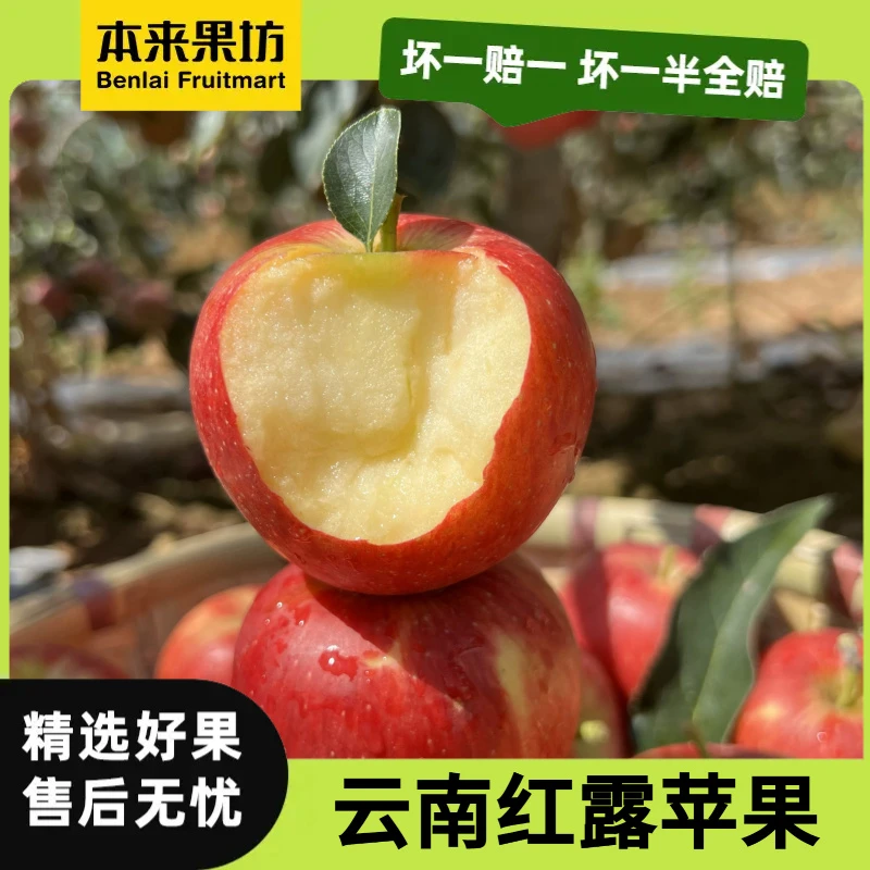 【本来果坊】云南昭通红露苹果 头茬小苹果 新鲜水果  产地直发