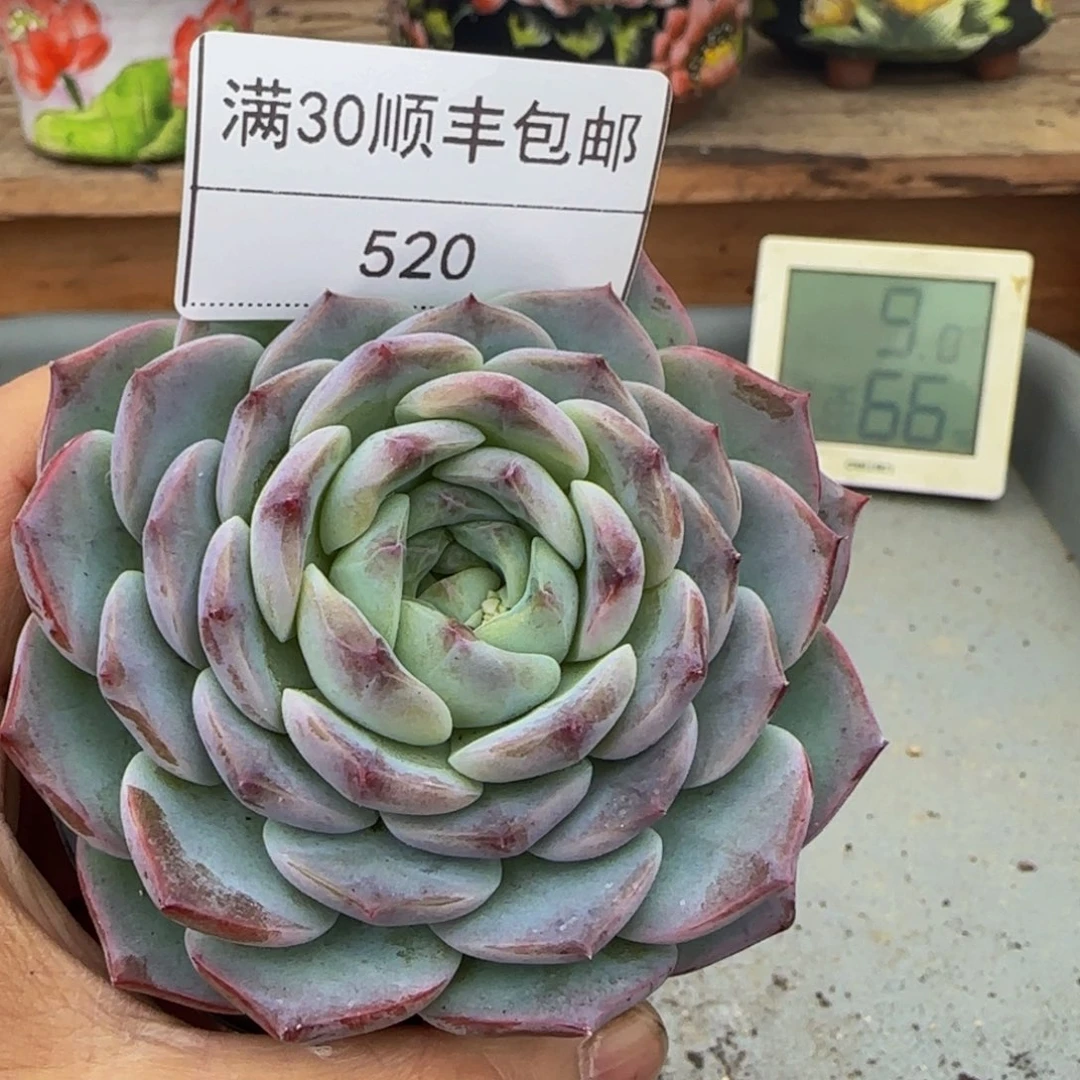 520冰魄多肉单头8cm