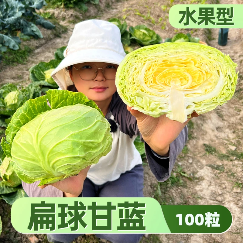 扁球甘蓝种子中晚熟包菜种子甄选优质卷心菜种籽全国菜园庭院种植