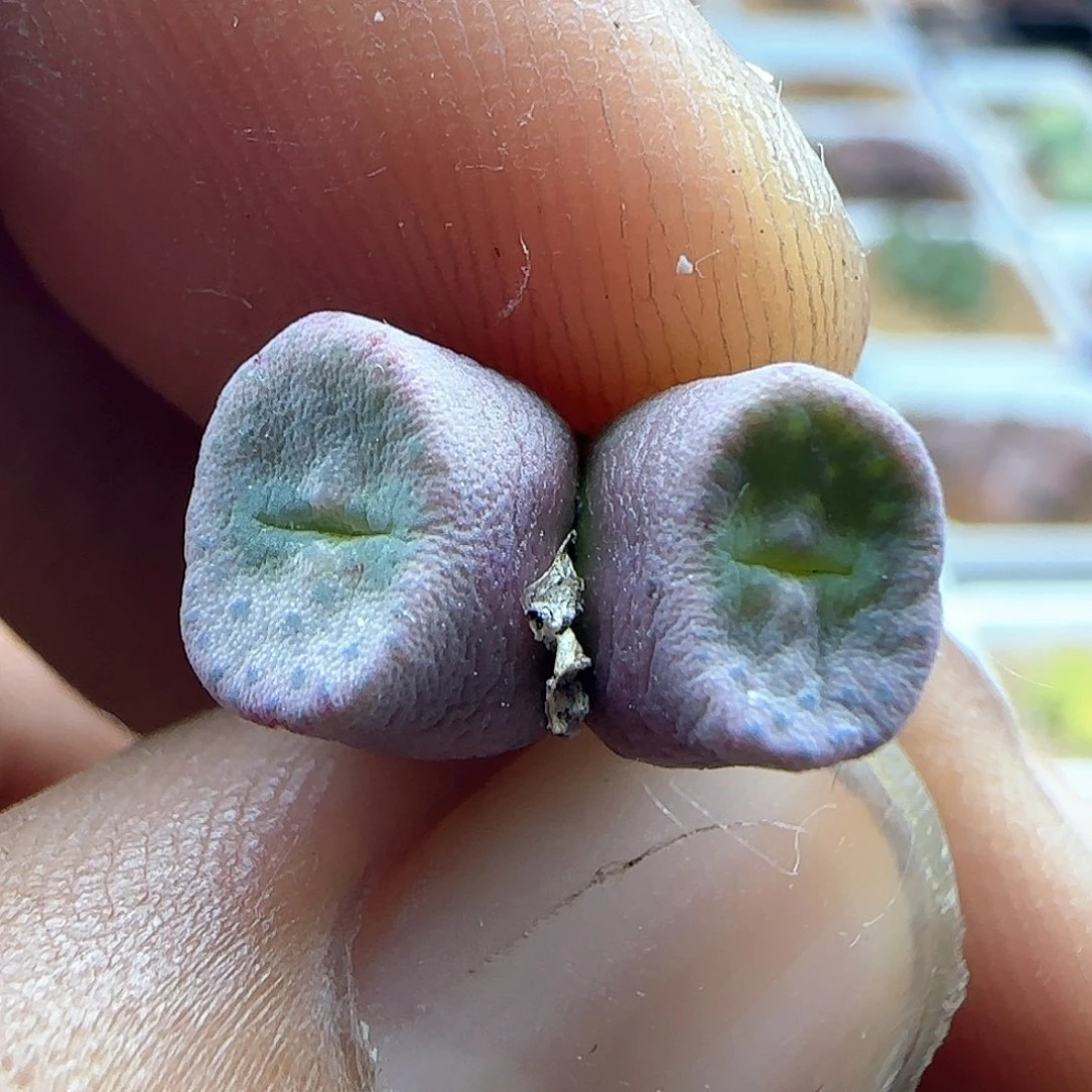 金币钮扣。 37507