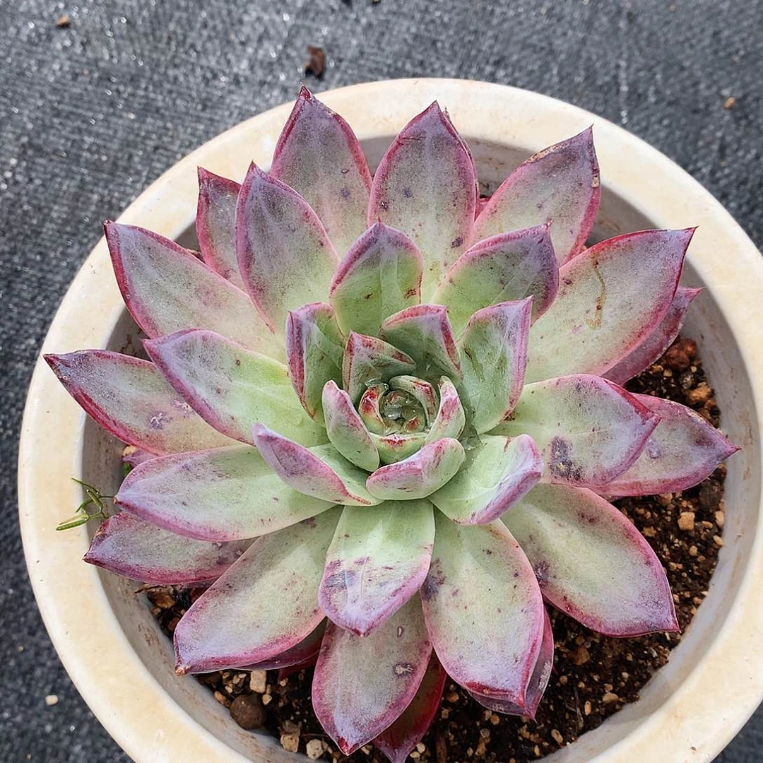 布兰迪一物一拍10-25