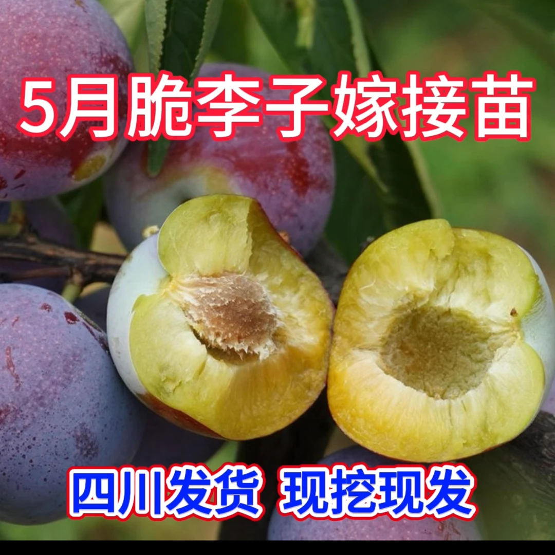 纯正早熟5月脆李子树苗李子嫁接苗脱骨脆甜李子苗