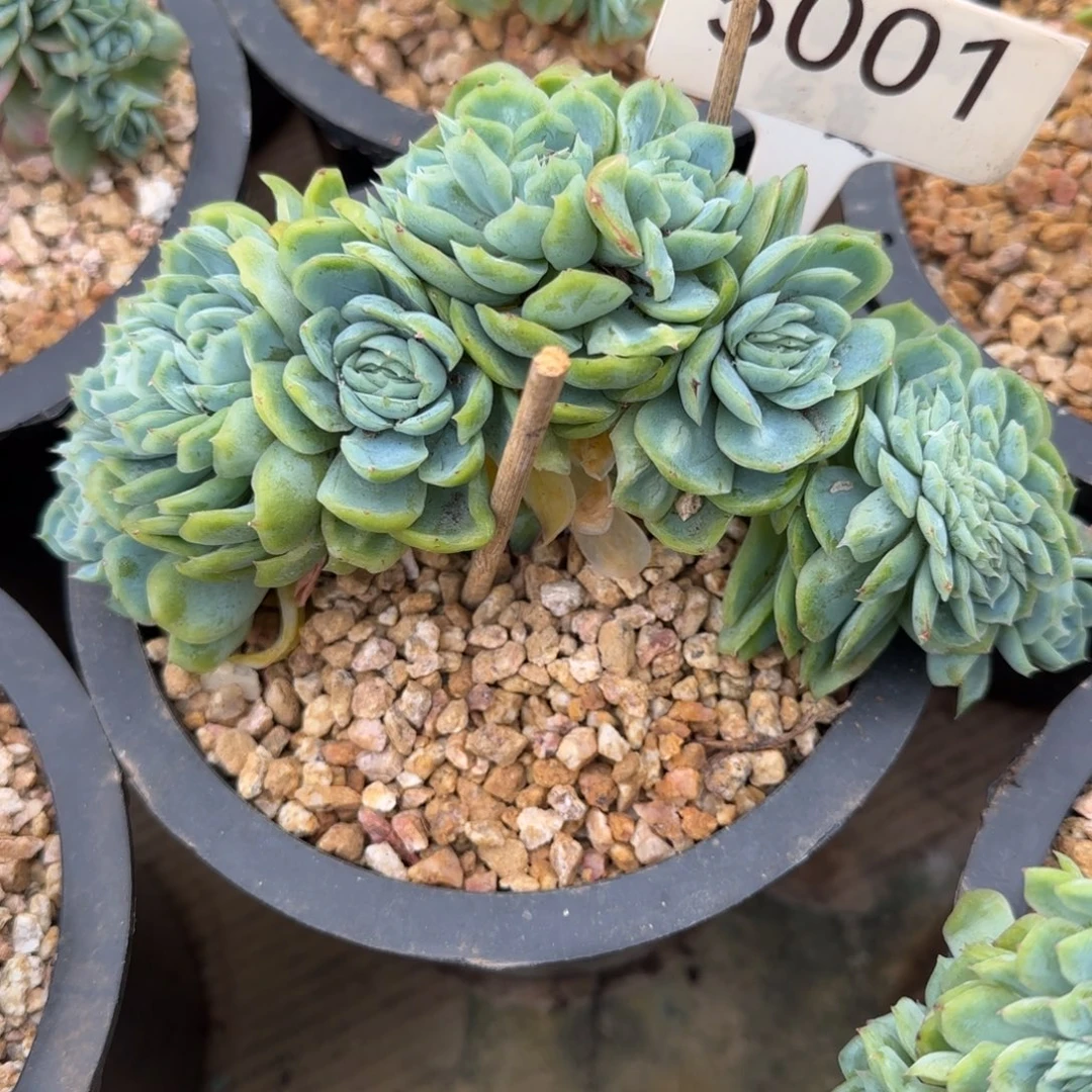 5001。     泡泡纱裙缀