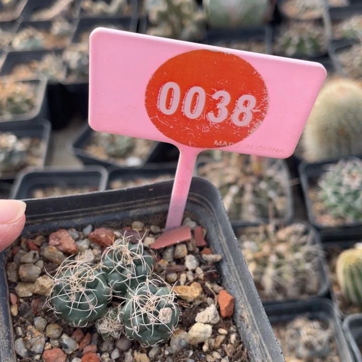 慵***鱼实生长城丸00380000