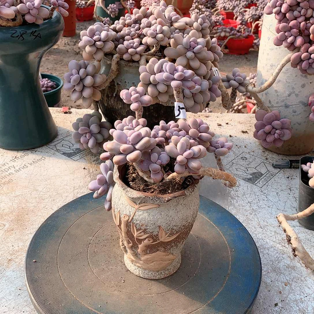 35一物一拍桃蛋不带盆