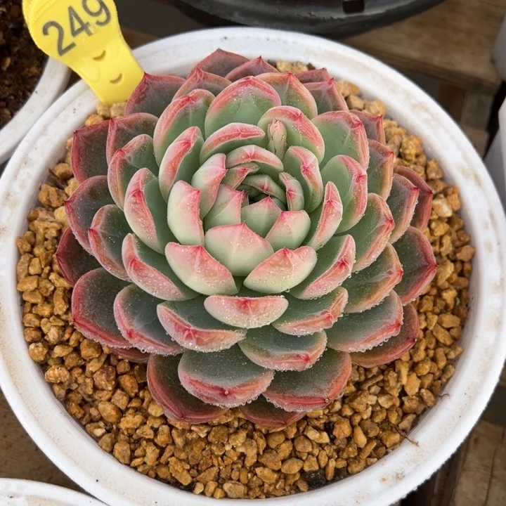 红鸾 单头 夏鸣园艺